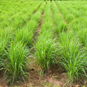 Agriculture Partnership