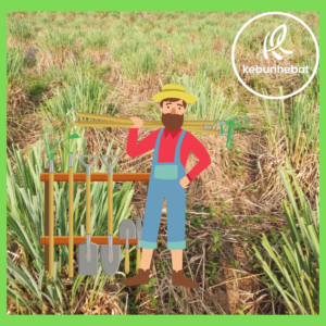 cara berkebun serai wangi